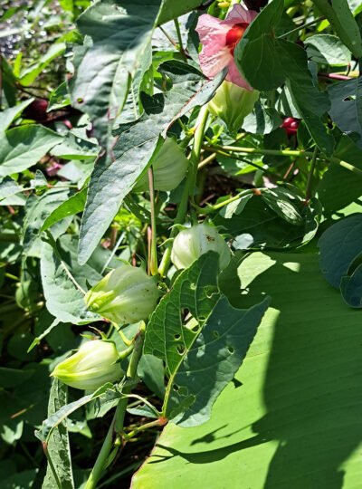 White Roselle/Sorrel seeds (12)