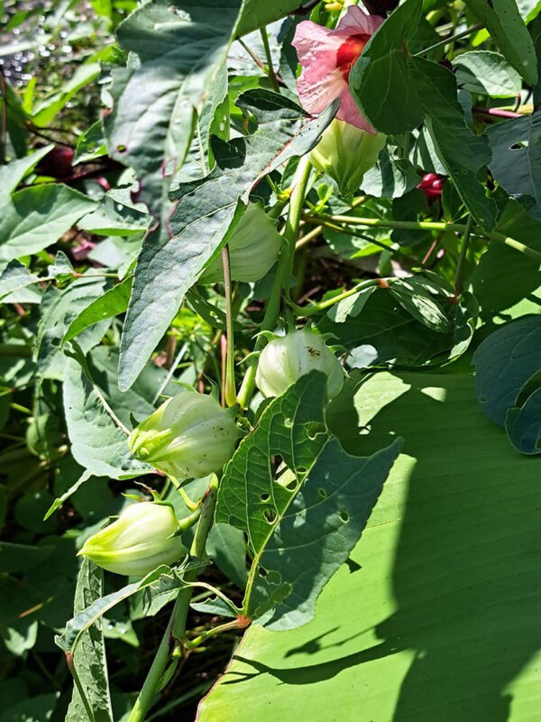 White Roselle/Sorrel seeds (12)