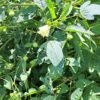 White Roselle/Sorrel seeds (12)