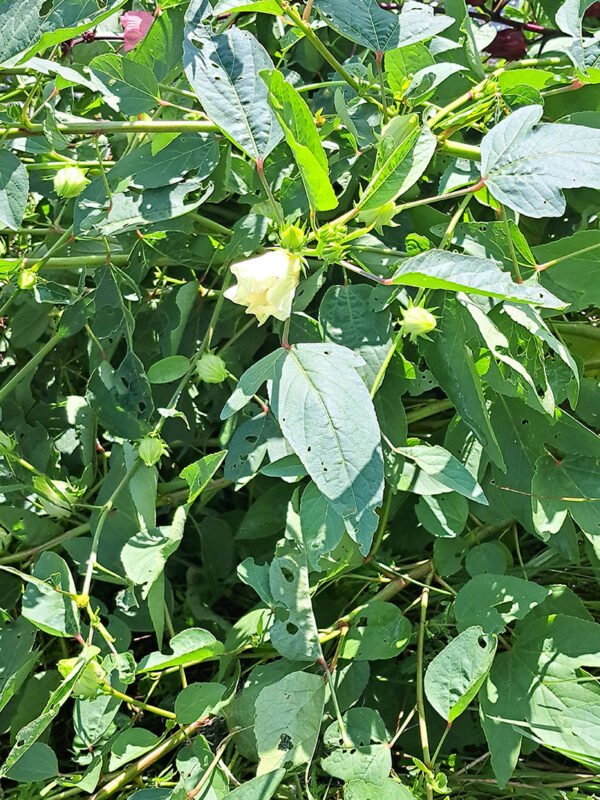 White Roselle/Sorrel seeds (12)