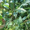 White Roselle/Sorrel seeds (12)