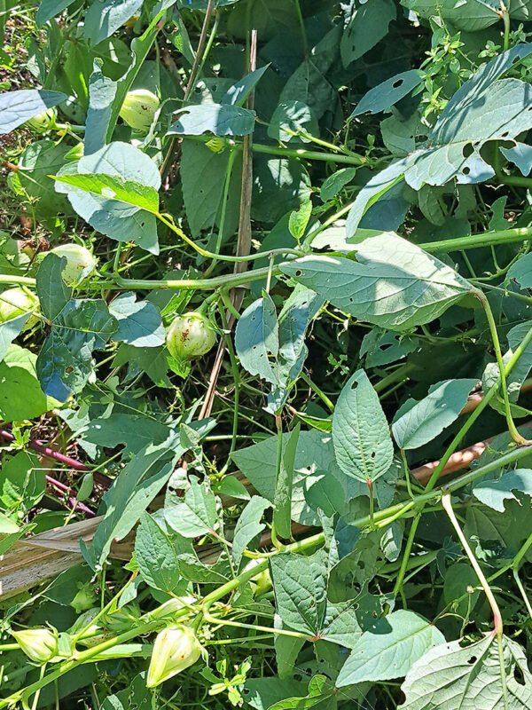 White Roselle/Sorrel seeds (12)
