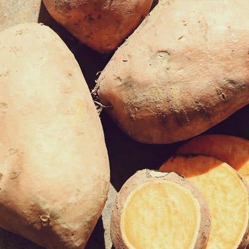 Japanese yellow sweet potato cuttings for planting