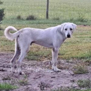 Akbash Livestock Protection dog