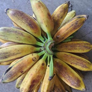 Orinoco/Frog/ Banana