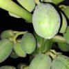 Papaya (ripe or green)