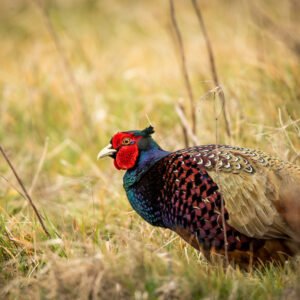 Male Jumbo Ring-necked Pheasants