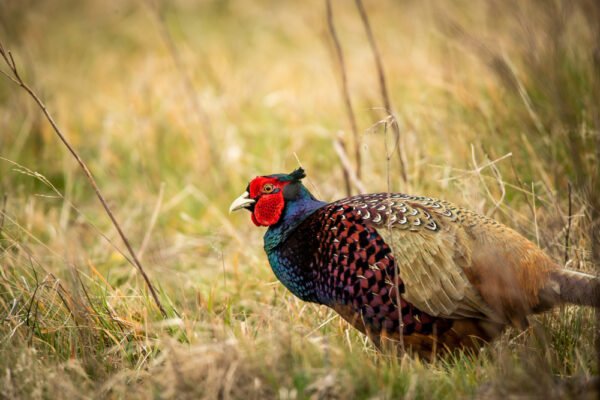 Male Jumbo Ring-necked Pheasants
